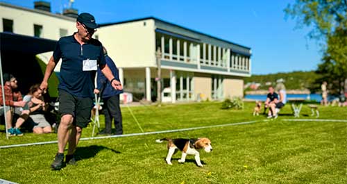 Beagleklubben