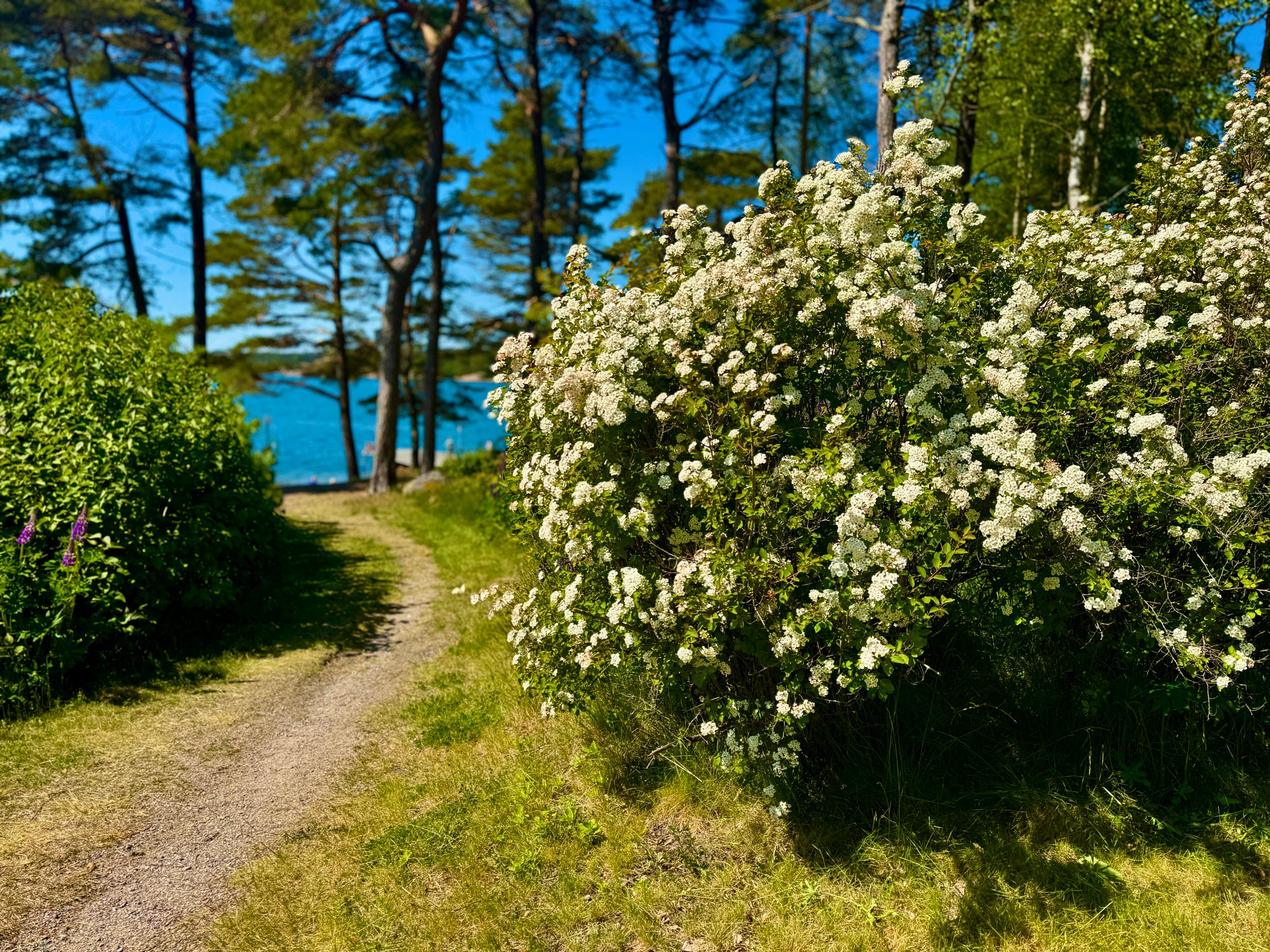 Stor fin buske fylld med vita blommor