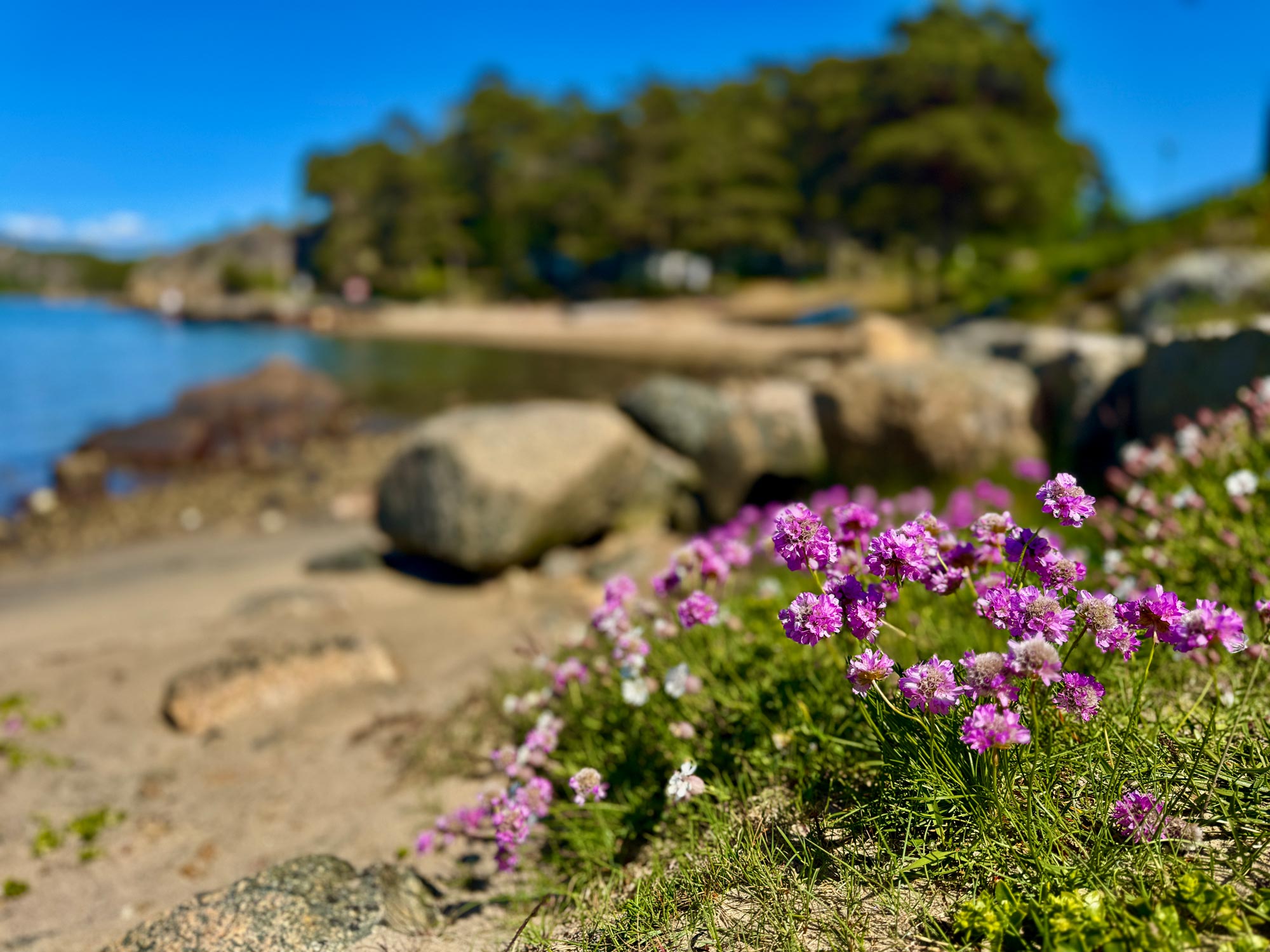 Stranden på Hällestrand med vackra blommor i förgrunden